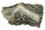 Mammoth Molar Slice With Case - South Carolina #291255-1